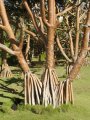 Pandanus utilis Vacoa ou Pinpin - endémique 8-12m racines aériennes